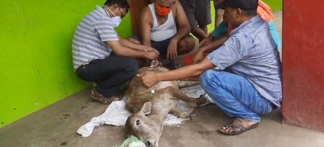 दुमका:गौशाला के आभाव में रोजाना बासुकीनाथ में हो रही है मवेशियों की मौत,सड़क दुर्घटना में जा रही है जान