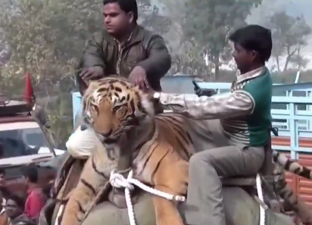 मगरमच्छ और चीते के बाद बाघ को हाथी की शवारी कराने लगे बिहारी, वीडियो देख आपके भी उड़ जाएंगे होश