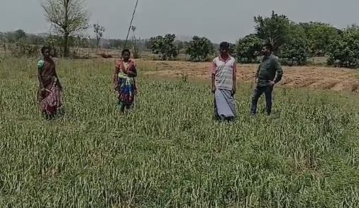 भारी बारिश व ओलावृष्टि ने तोड़ी किसानों की कमर, गुमला में कई एकड़ भूमि पर लगे फसल बर्बाद