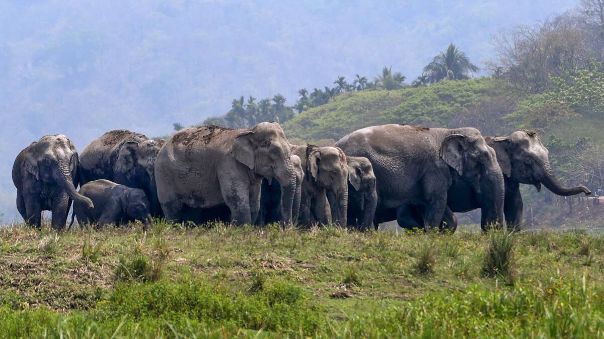 हाथियों के झुंड ने मचाया उत्पात, घरों को किया क्षतिग्रस्त, फसल को पहुंचाया नुकसान