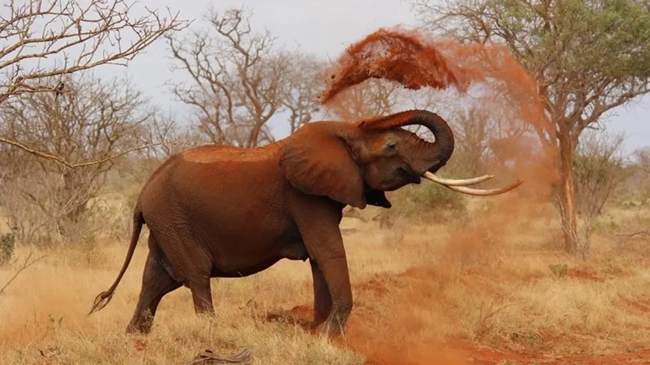 20 जानें लेने वाला खूंखार हाथी झारखंड-ओडिशा बॉर्डर पर घिरा, बनीसागर जंगल में फिर मचा तांडव