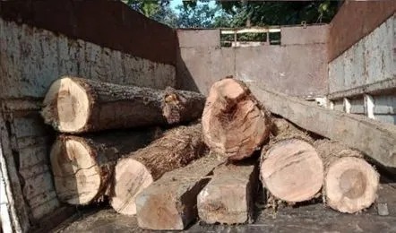 लकड़ी तस्करी पर वन विभाग की बड़ी कार्रवाई, सखुआ लदी दो बाइक जब्त, तस्कर मौके से फरार